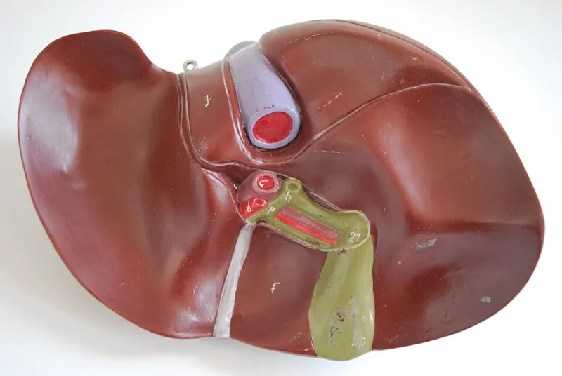 The Bouncer at the Door: What Your Liver Actually Does With Every Capsule You Take